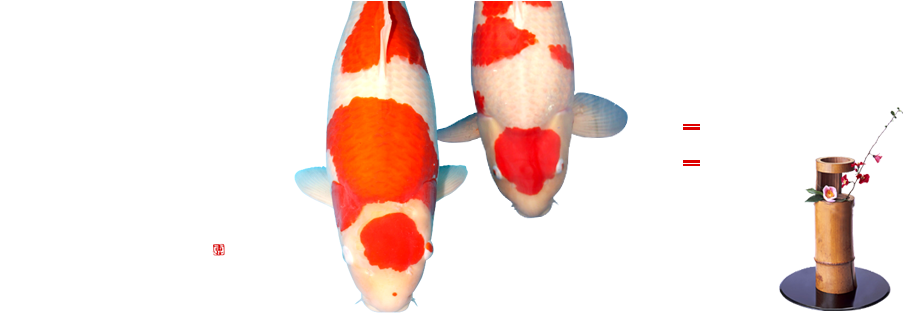 Umeda Koi Farm - Feeder Fish (976x316), Png Download