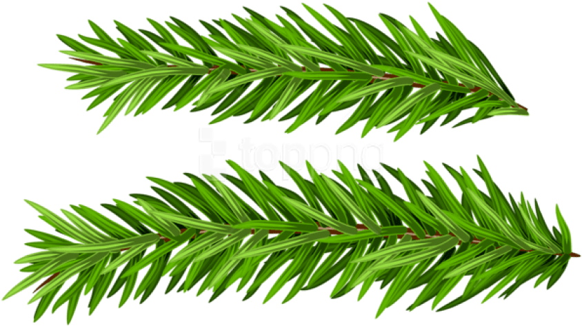 Free Png Pine Branches Set Png Images Transparent - Christmas Tree (850x478), Png Download