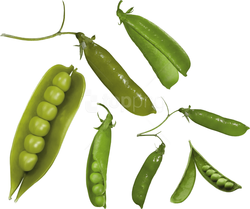 Free Png Pea Png Images Transparent - Verdura Parecida A Los Guisantes (850x710), Png Download