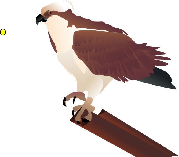 Bird Clipart - Osprey Clipart (600x527), Png Download