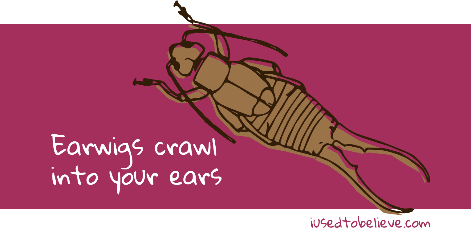 Earwigs (1528x800), Png Download