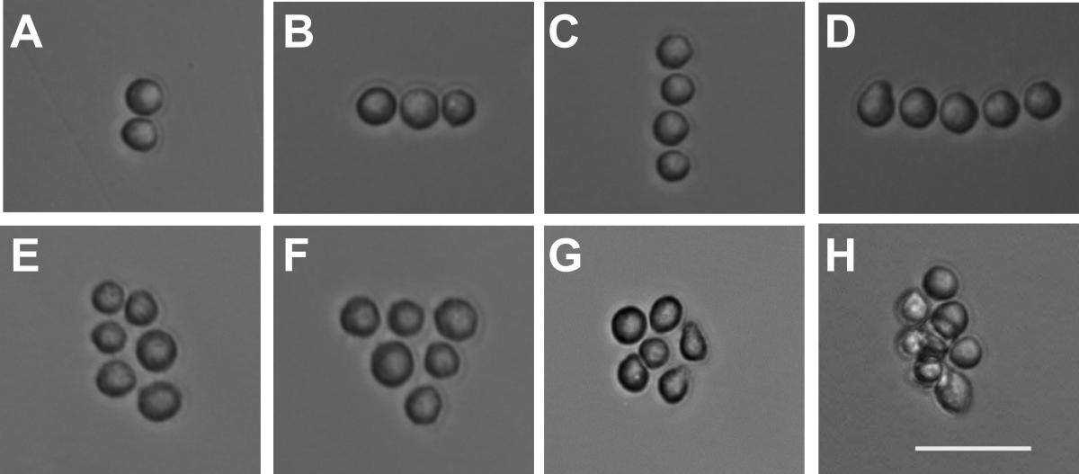 Micrographs Of Cells Arranged In Straight Lines, Globs - C Kit Stain Heart (1200x527), Png Download