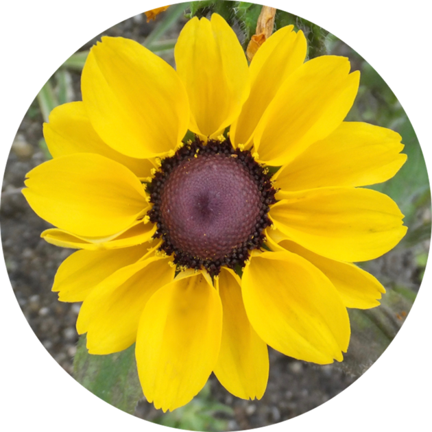 Mesaexif On The Mac App Store - African Daisy (630x630), Png Download