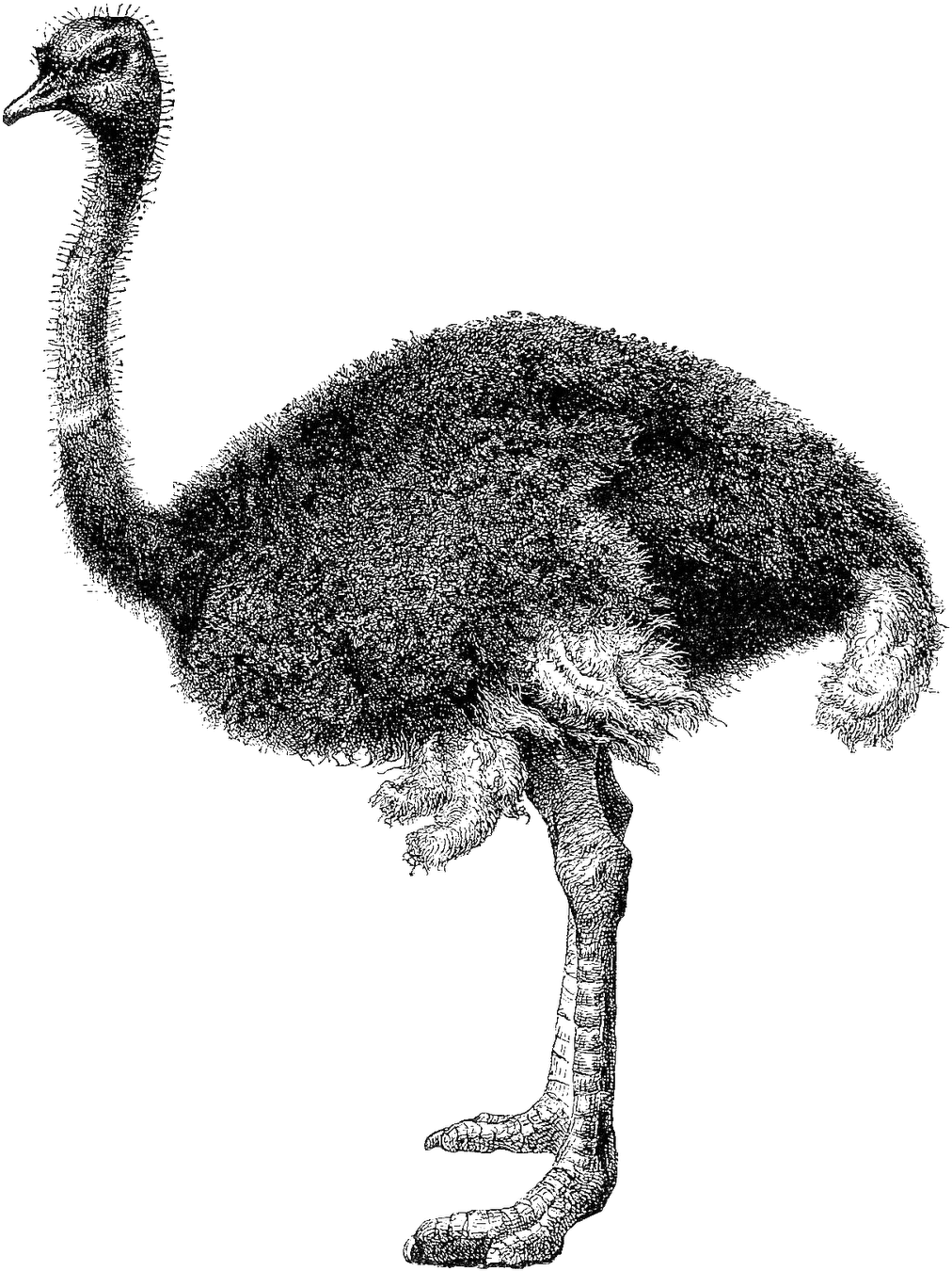 Ostrich Clip Art Black And White - Ostrich Black And White (1319x1600), Png Download
