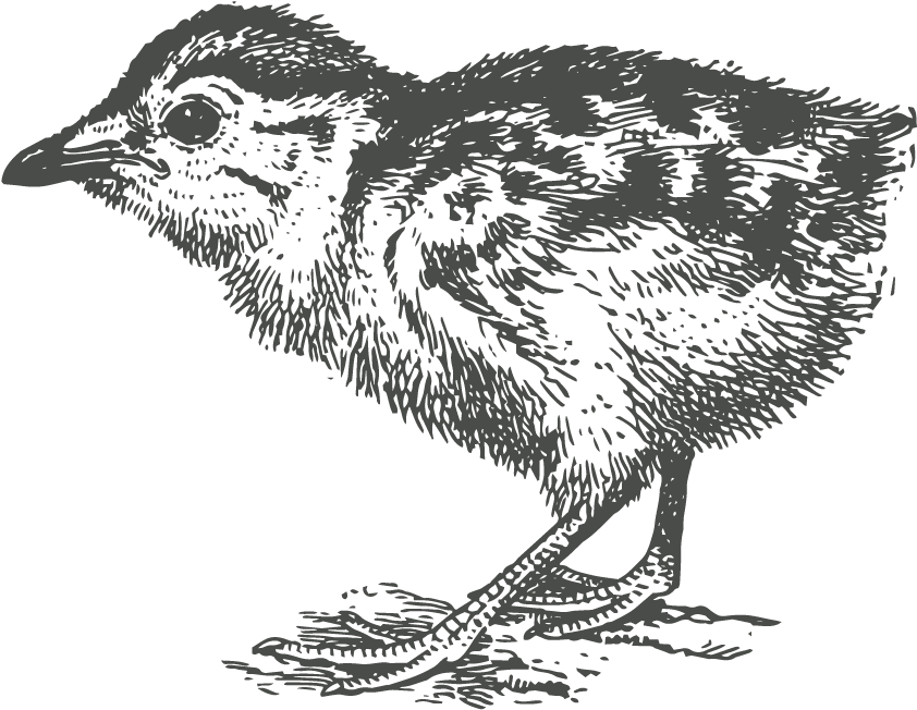 Laurila Farm Story Began At The Start Of 1900's - Cuculiformes (900x900), Png Download