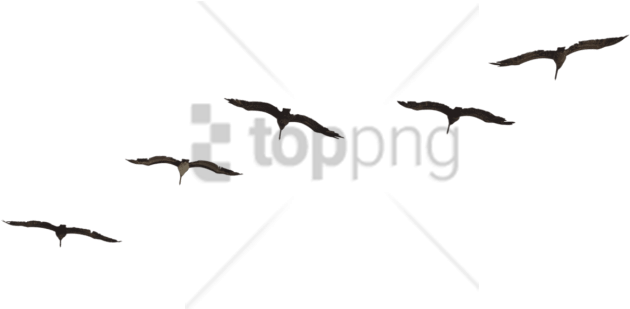 Free Png Bird Png Image With Transparent Background - Canada Goose (850x478), Png Download