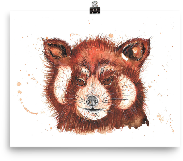 Image Of 'red Panda' - Red Fox (1000x1000), Png Download