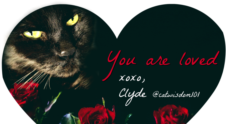 Cropped-red Roses Clyde Catwisdom101 - Black Cat (1000x526), Png Download