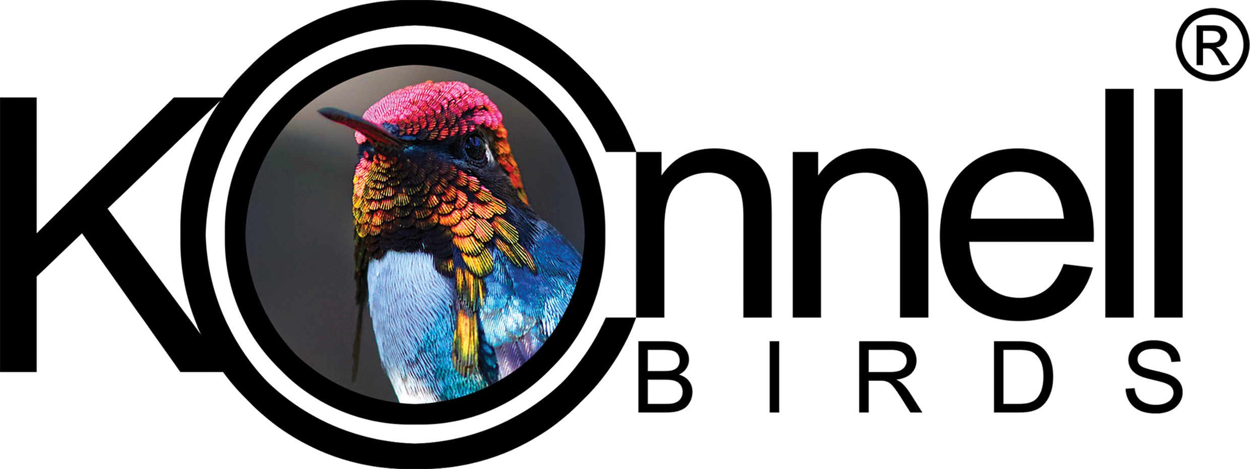 Hummingbird (2480x932), Png Download