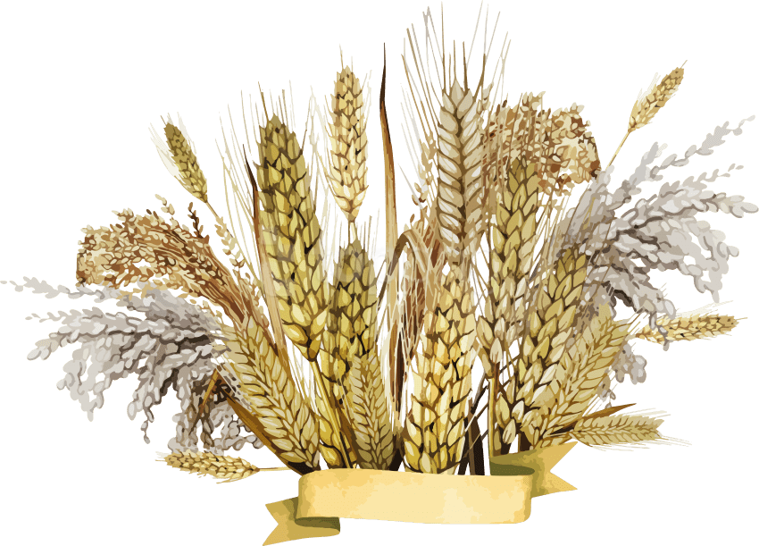 Free Png قمح Png Images Transparent - Millet Png (850x611), Png Download