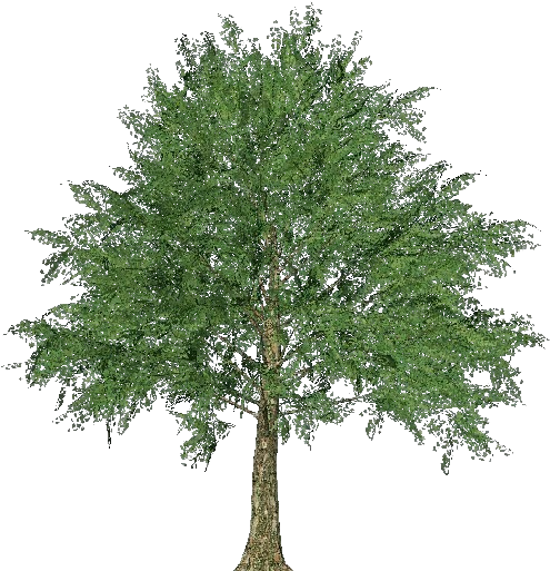 Norway Maple Tree Clipart (750x527), Png Download