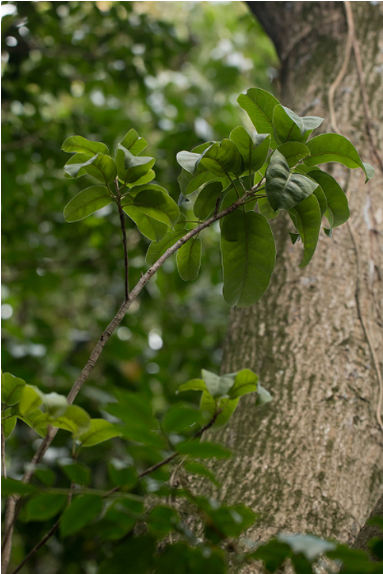 Tolu Balsam Absolute - Ulmus Alata (700x573), Png Download