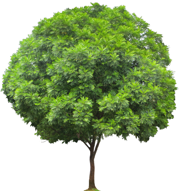 Transparent Png - Trees Do Hardwoods Come (600x650), Png Download