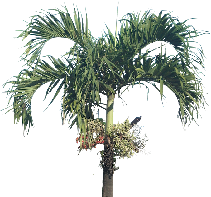 Download Transparent Christmas Palm Tree Png - Full Size PNG Image - PNGkit