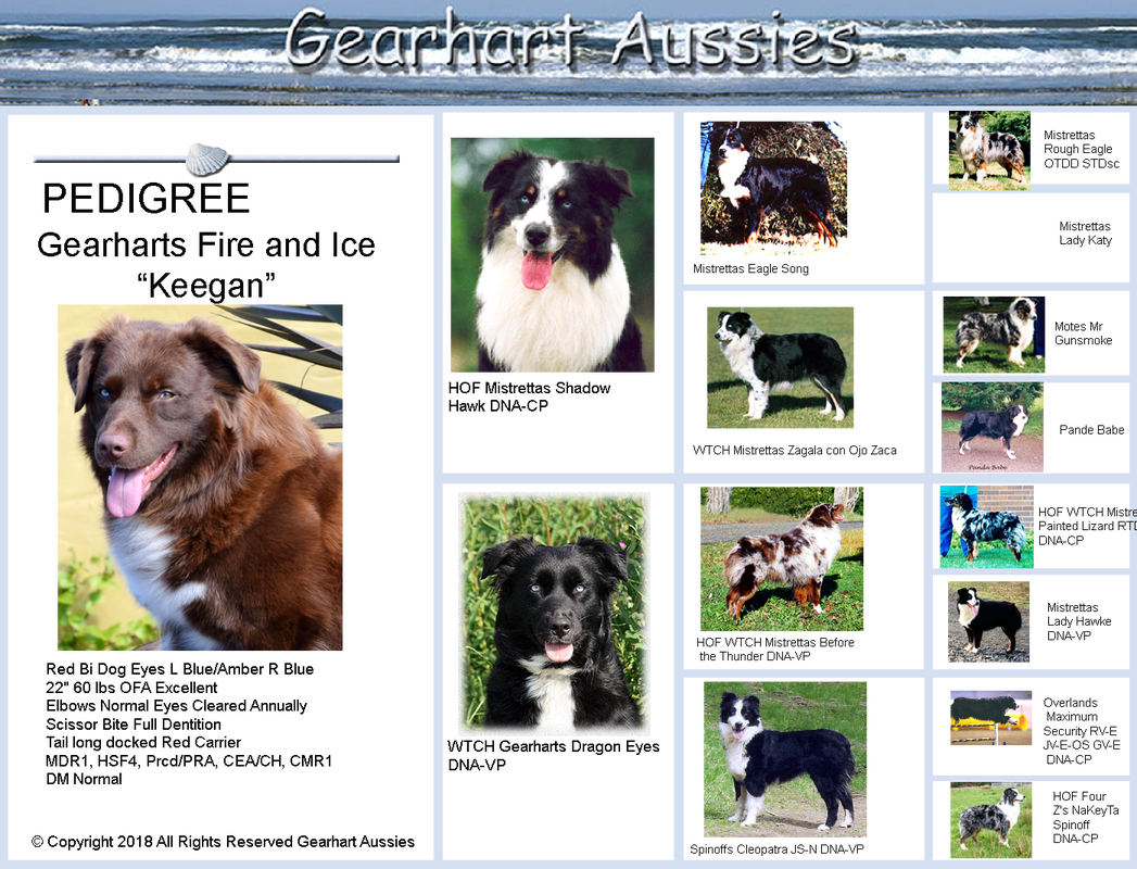 Picture - Border Collie (1047x800), Png Download