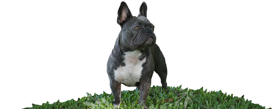 Welcome To - French Bulldog (881x351), Png Download