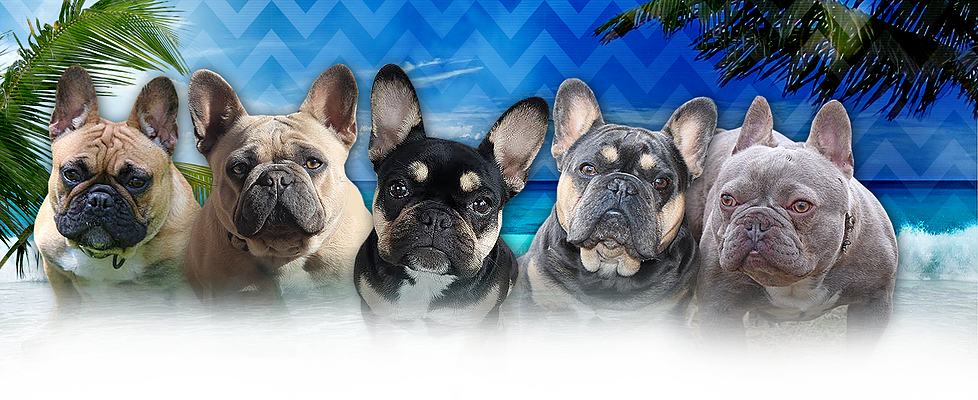 Home - French Bulldog (978x400), Png Download