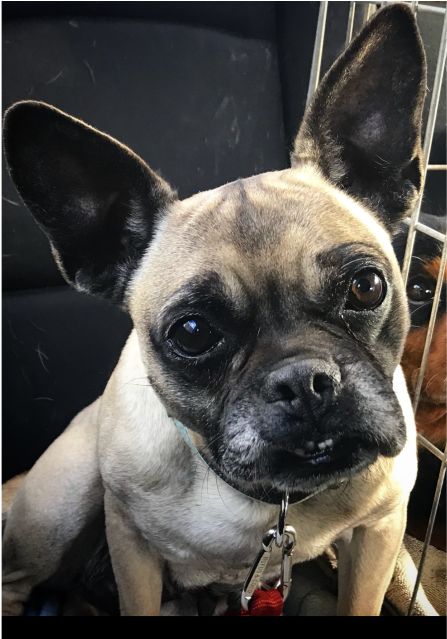 Donate To Petrescue - French Bulldog (638x638), Png Download