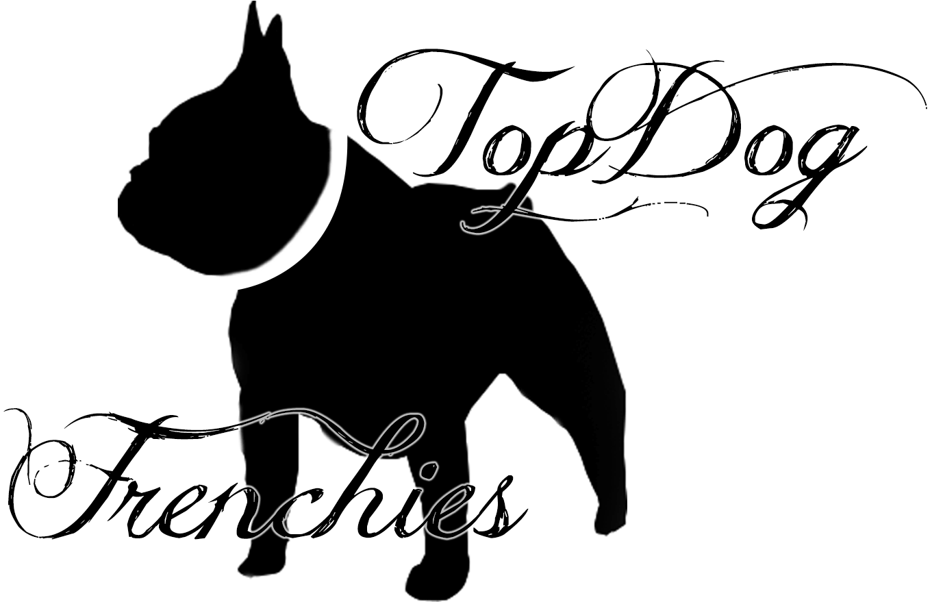 Topdog French Bulldogs Frenchies For Sale Puppies - Guard Dog (1452x1128), Png Download