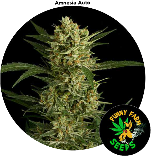 Amnesia Marijuana 3 Seed For Auction - Nasiono Amnesia (600x600), Png Download