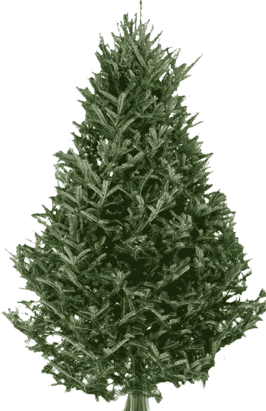 Fraser Fir Christmas Tree - Real Fraser Fir Christmas Tree (519x800), Png Download