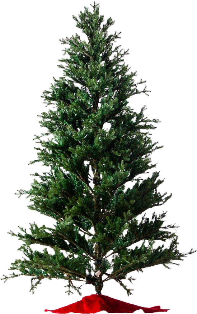 Baby Pine Lit & Unlit Artificial Christmas Trees - Hybrid Christmas Tree (711x1050), Png Download