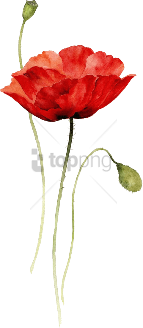 Free Png Red Poppy Watercolor Tattoo Png Image With - Poppy Flower Drawing Png (481x1101), Png Download