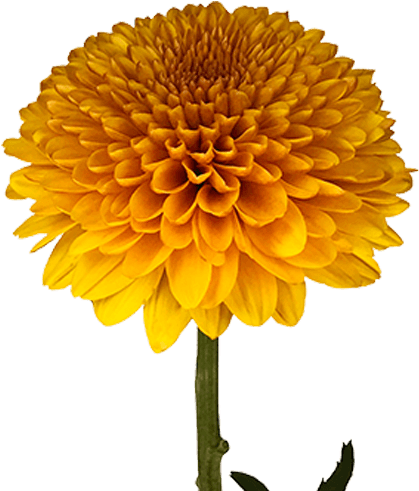 Bronze Paladov - Dahlia (559x580), Png Download