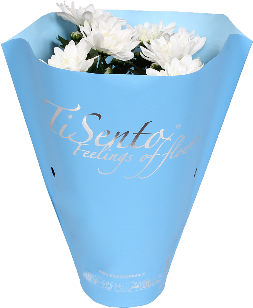 What Is Your Favourite Colour - Chrysanths (1165x1165), Png Download