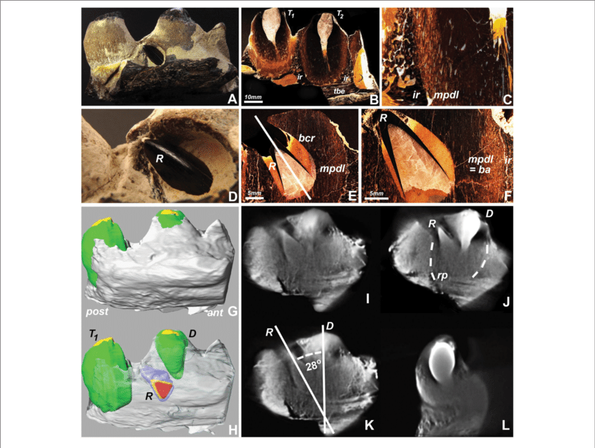 Replacement Tooth Position In A Fossil Mosasaur Jaw - Still Life Photography (850x640), Png Download