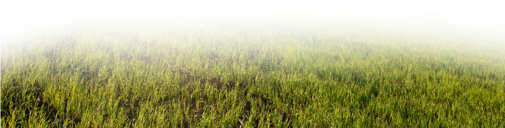 Información De Grupos - Grass (1024x364), Png Download