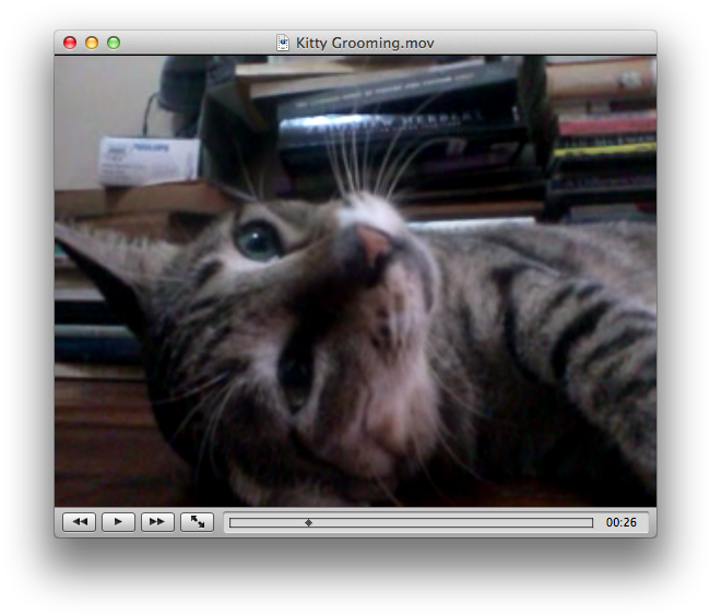 Vlc Plays Avi, Mp4, Flash Video, 3gp, Mkv, And Many - Tabby Cat (665x578), Png Download