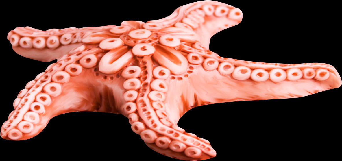 Free Starfish Pngs - Estrela Do Mar Ventosas (1183x557), Png Download