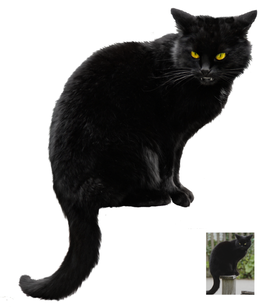 Download Halloween Black Cat Vector Free Png Photo Real Black Cat Halloween Full Size Png Image Pngkit