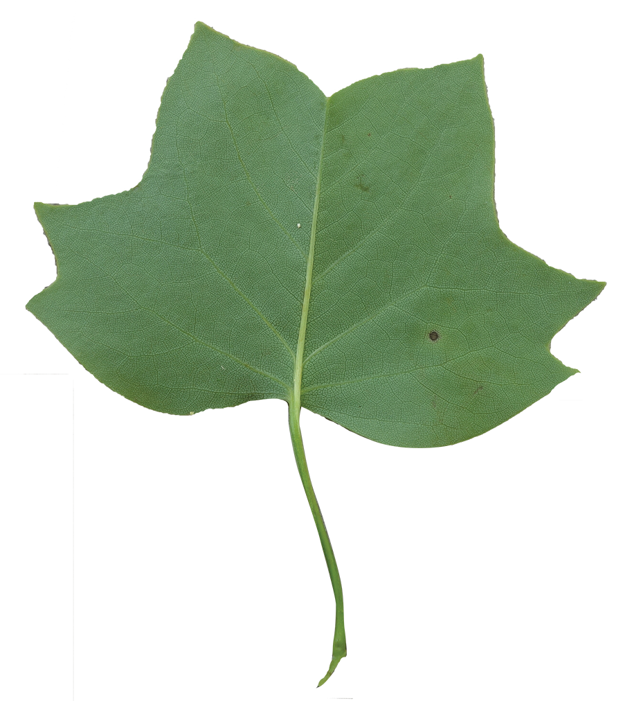 Leaf Clipart Tulip Tree - Tulip Tree Transparent Background (900x1012), Png Download