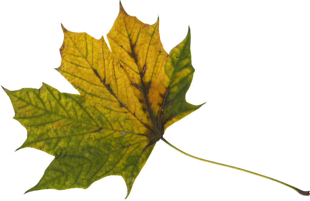 10 Maple Leaves - Maple Leaf (1024x665), Png Download