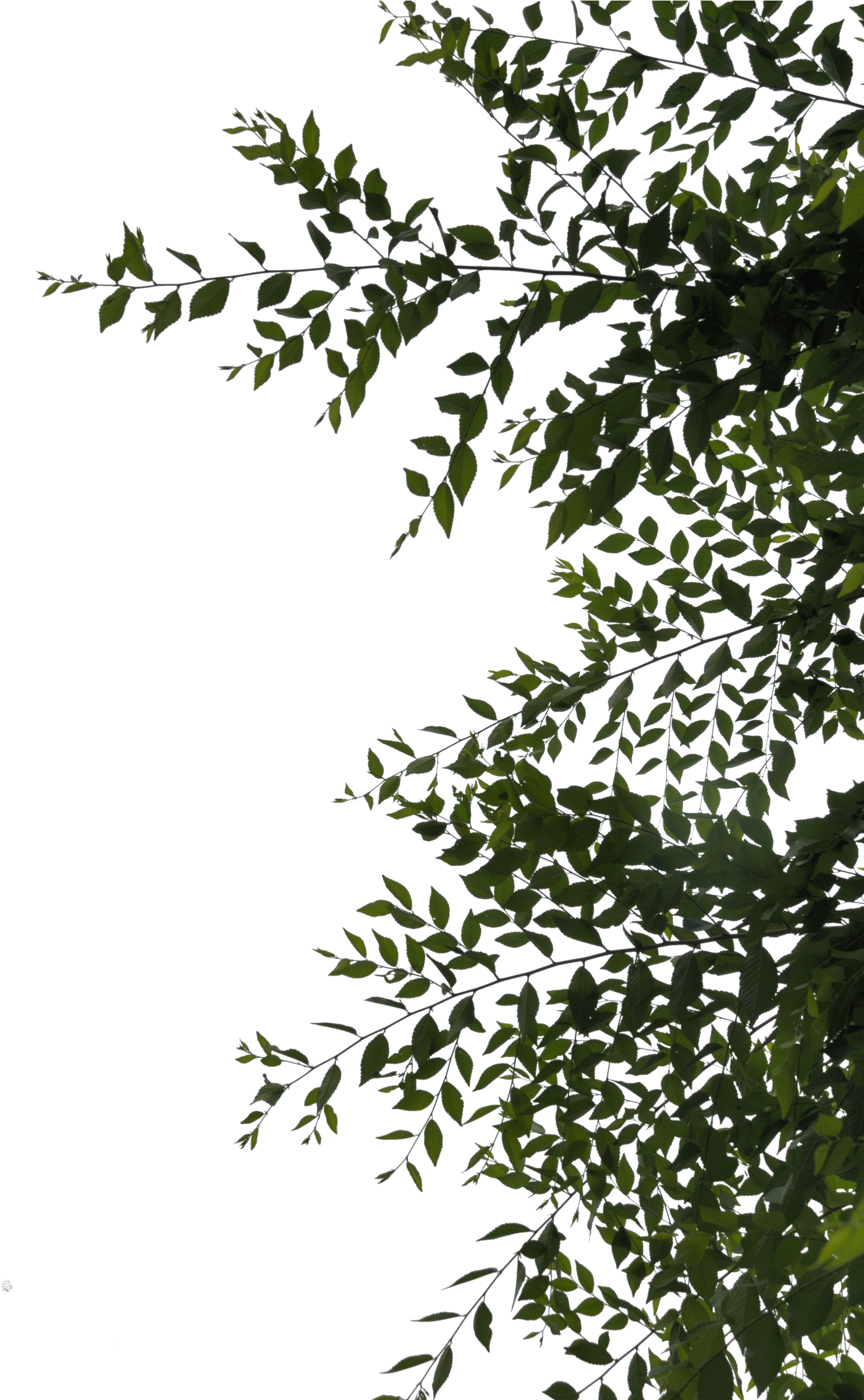 Sidebar Or Overhang Leaves Png By Evelivesey - Leaves Png Deviantart (1600x2409), Png Download