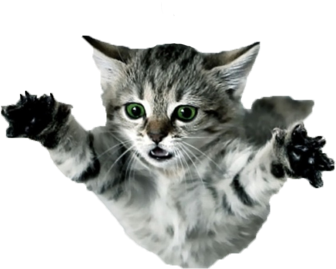 Svg Black And White Download Flower Vase Clipart Png - Vinyl Skin Designs Cat Kitten Kitty Tabby American (1280x1024), Png Download