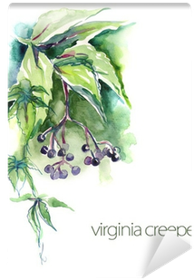Watercolor Virginia Creeper Twig Wall Mural • Pixers® - Virginia Creeper (400x400), Png Download