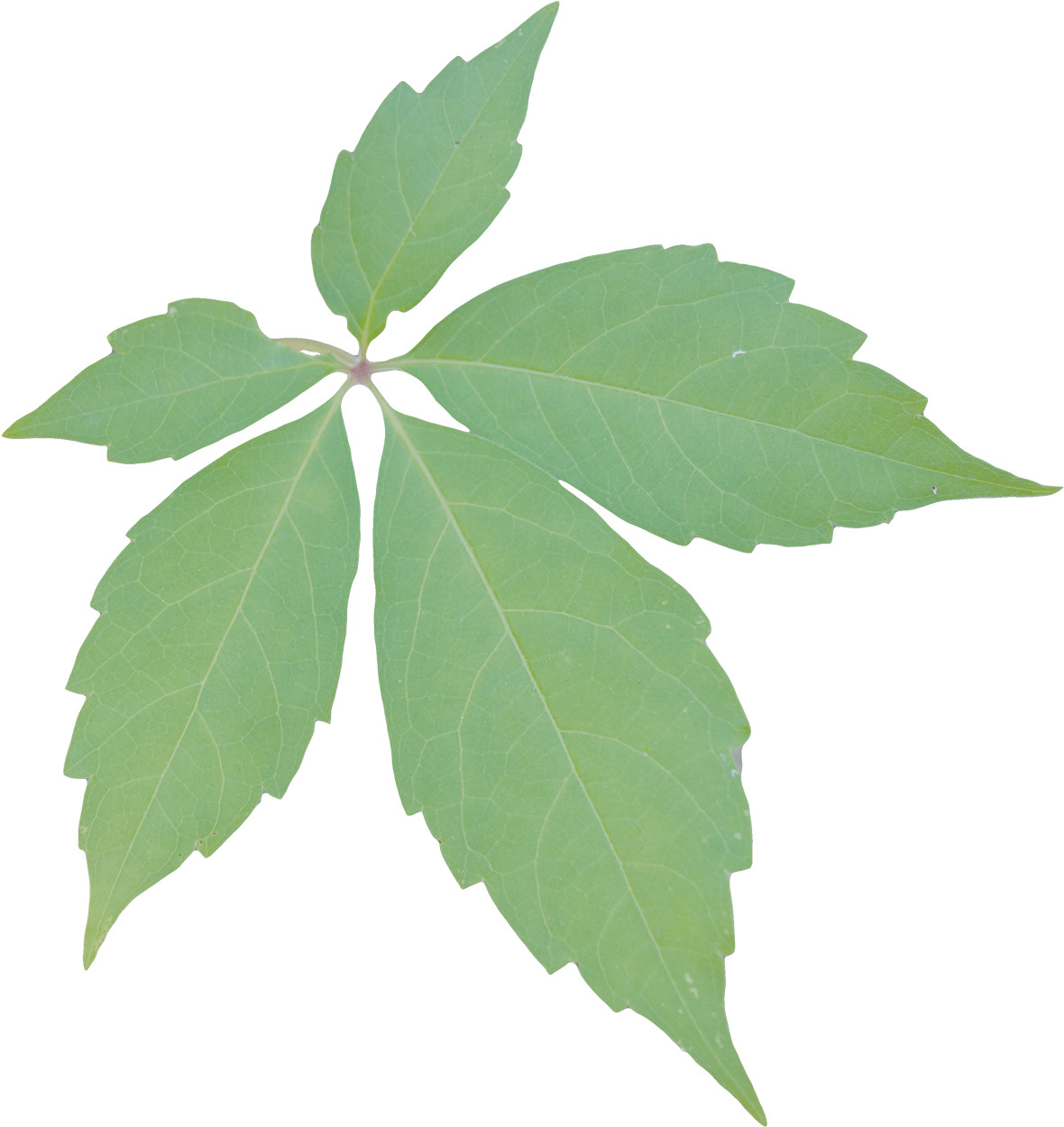Sweet Birch (1200x1277), Png Download