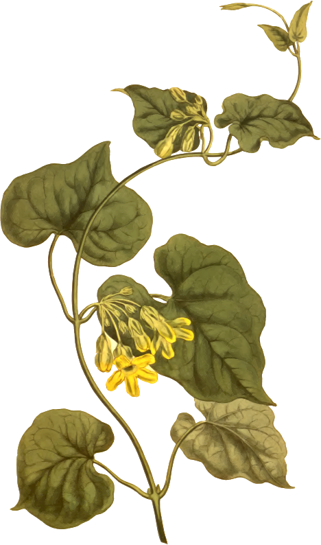 Medium Image - Telosma Cordata Drawing (468x794), Png Download