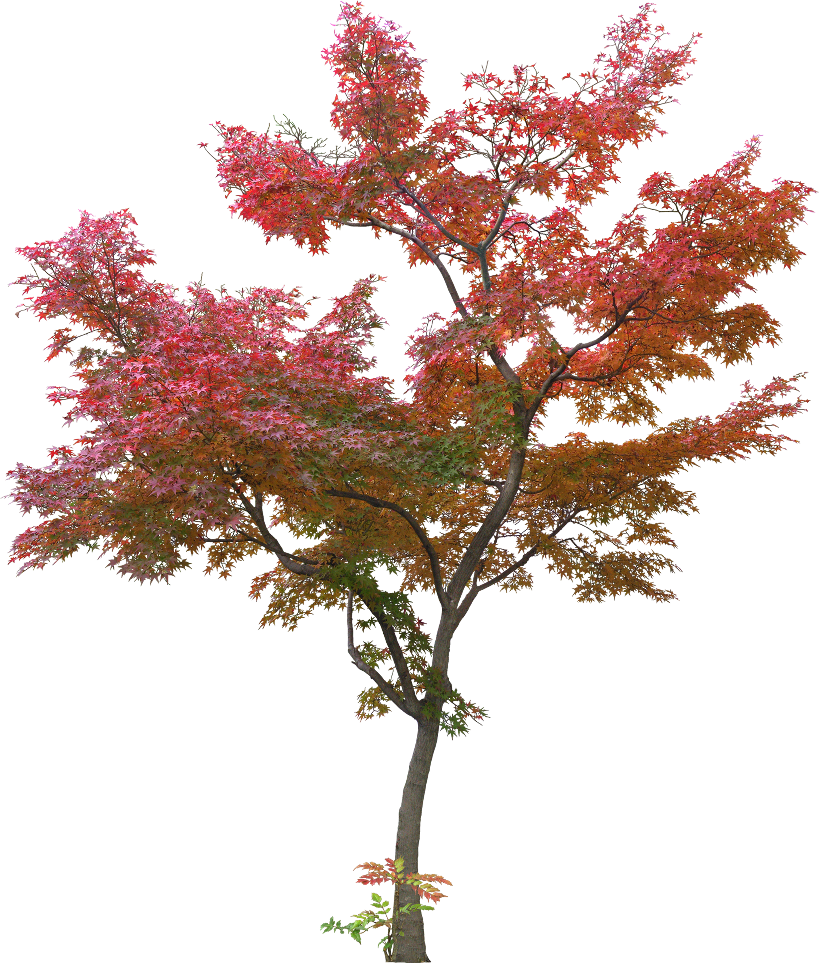 Japanese Tree Leaf Plant - Red Maple Tree Png (3150x3150), Png Download