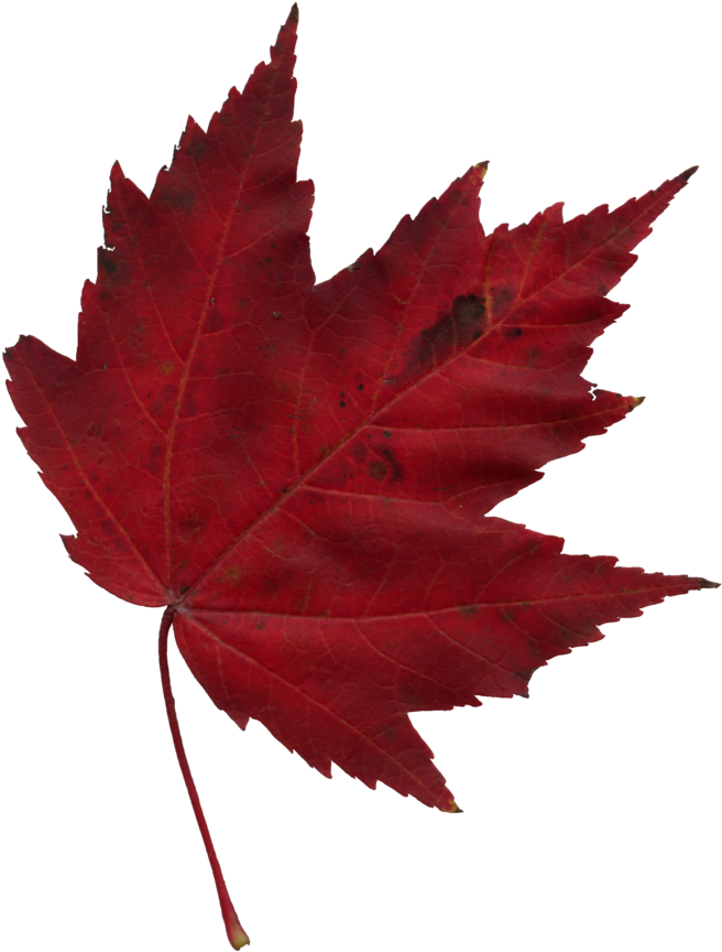 Japanese Transparent Maple Leaf Clip Art Royalty Free - Red Maple Leaf Png (851x1024), Png Download