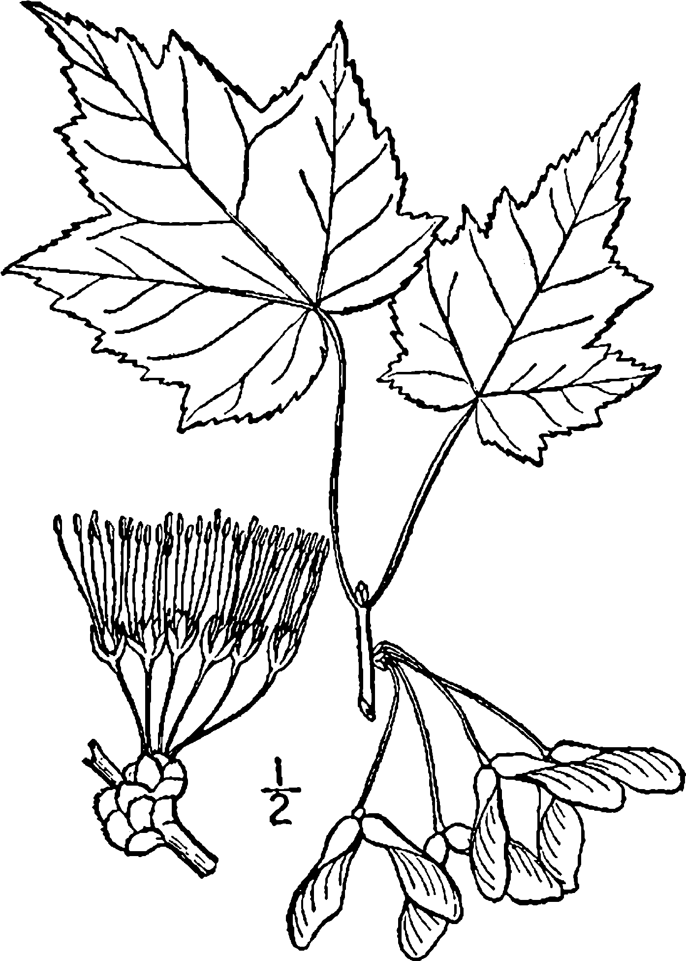Acer Rubrum Drawing - Acer Ginnala Botanical Illustrations (1493x2050), Png Download