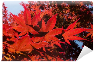 Maple (400x400), Png Download