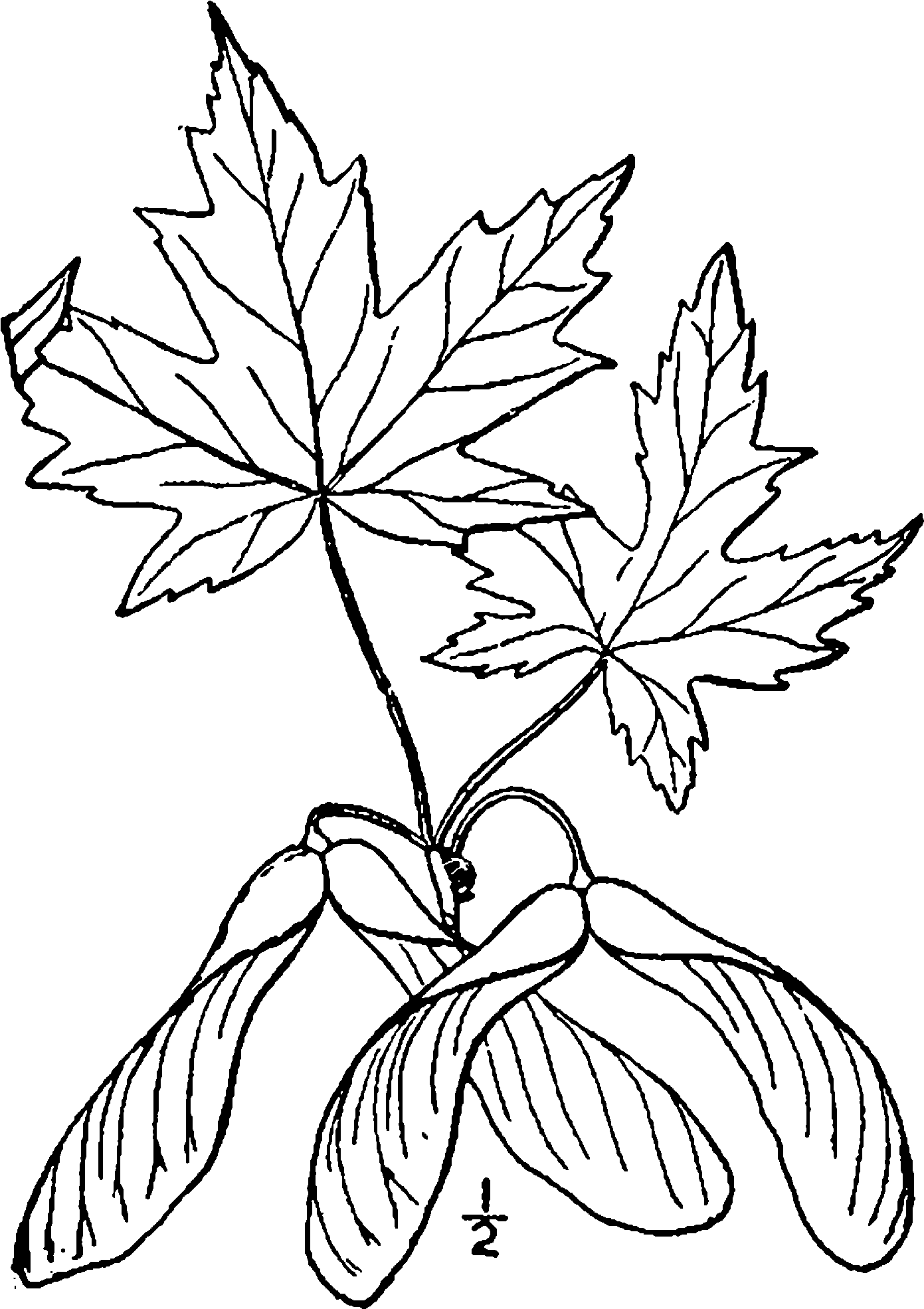 Acer Saccharinum Drawing - Sketch Japanese Maple Leaf Drawing (1482x2000), Png Download