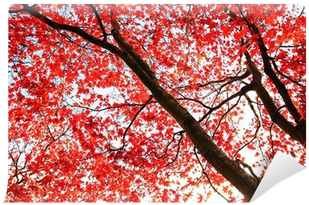 Red Japanese Maple Tree In The Park Wall Mural • Pixers® - Japanese Maple (400x400), Png Download