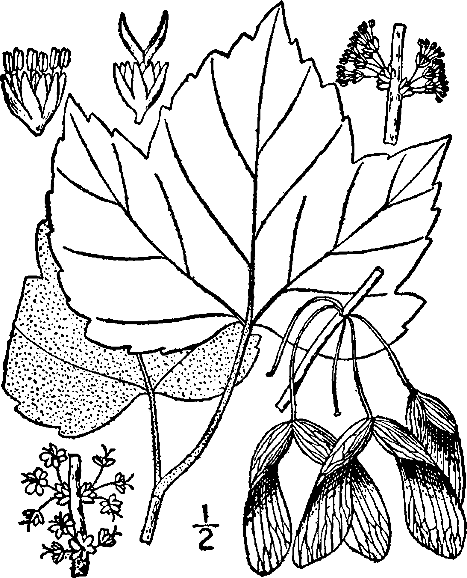 Acer Rubrum Drummondii Drawing - Acer Pensylvanicum Drawing (1682x2000), Png Download