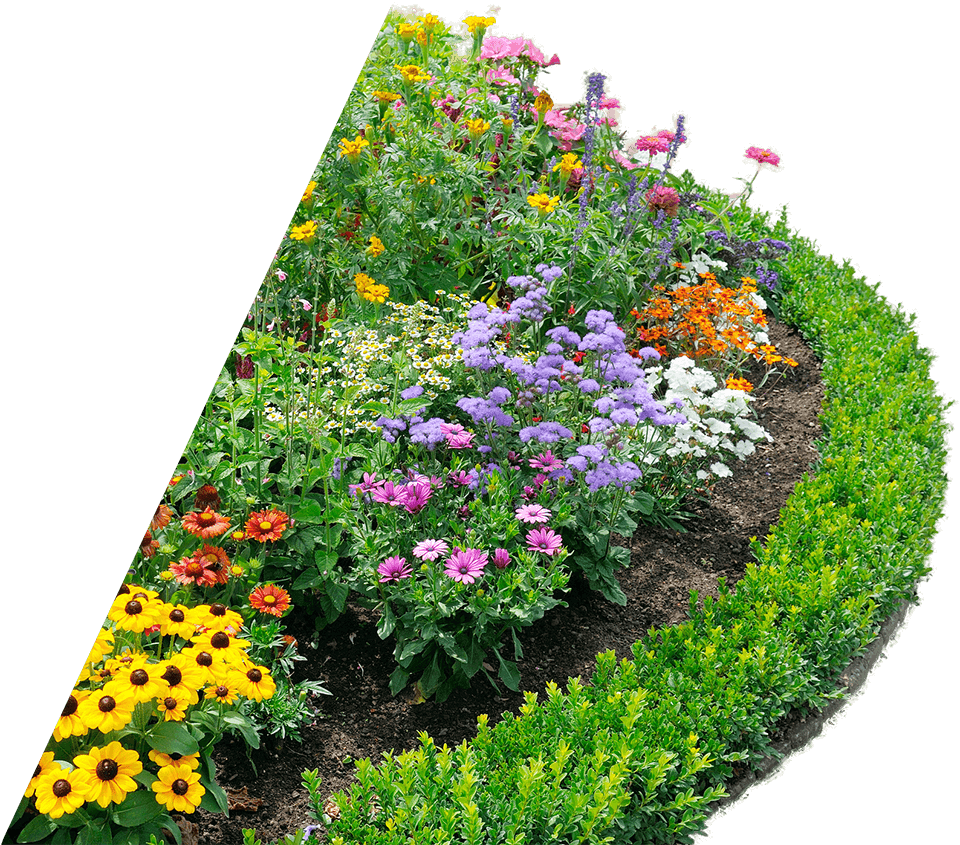 Download Beautiful Flower Bed Ornamental Plants Full Size PNG Image