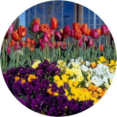 Our Gallery - Tulip (380x380), Png Download